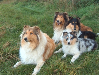 Our dogs